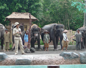 Bali Safari Park Visit